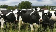NMPF thanks Congress for sending pro-dairy Farm Bill to White House